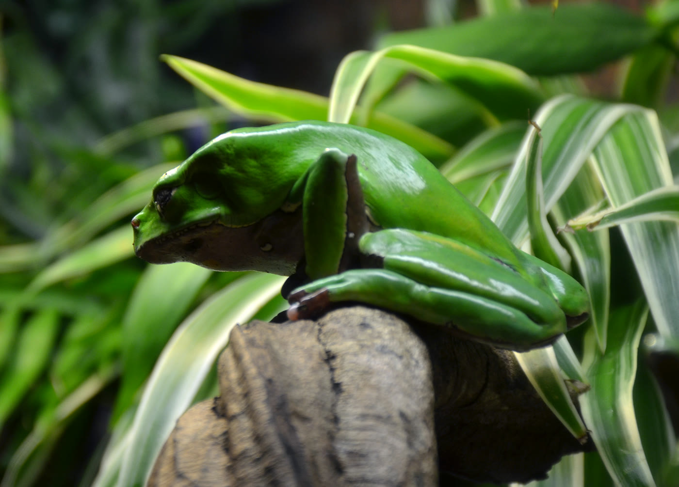 Giant green monkey frog (Phyllomedusa bicolor), the source of Kambo