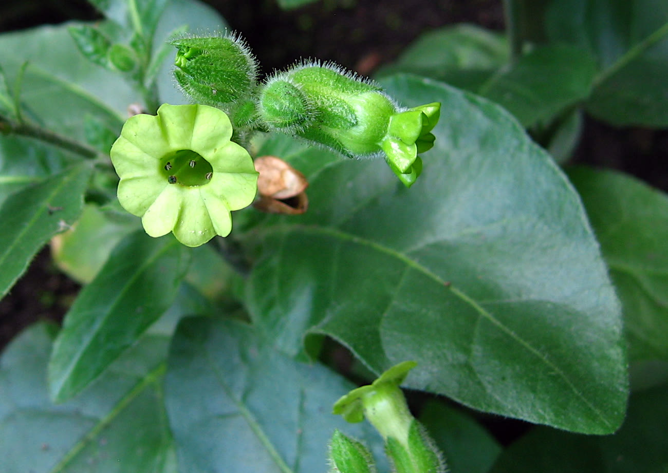 Mapacho tobacco plant in flower (Nicotiana rustica)